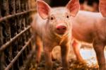Ціни на живець свиней знизилися